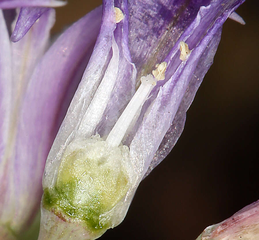 Image of Abrams' allium