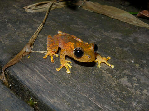 Image of Boophis pyrrhus Glaw, Vences, Andreone & Vallan 2001