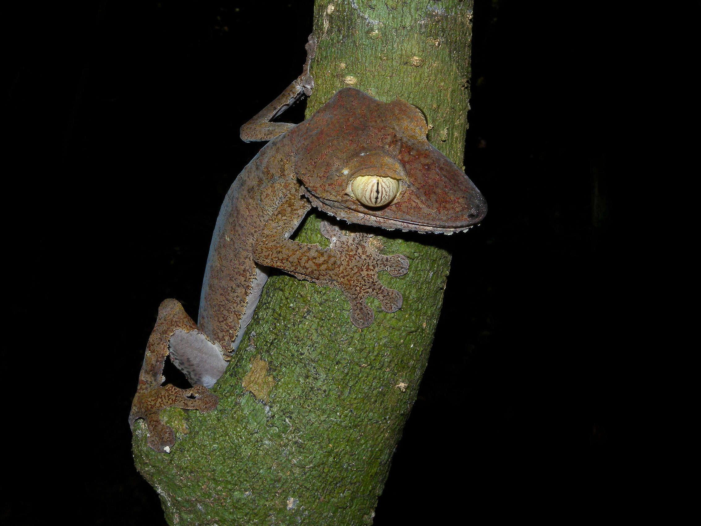 Image of Common Flat-tail Gecko