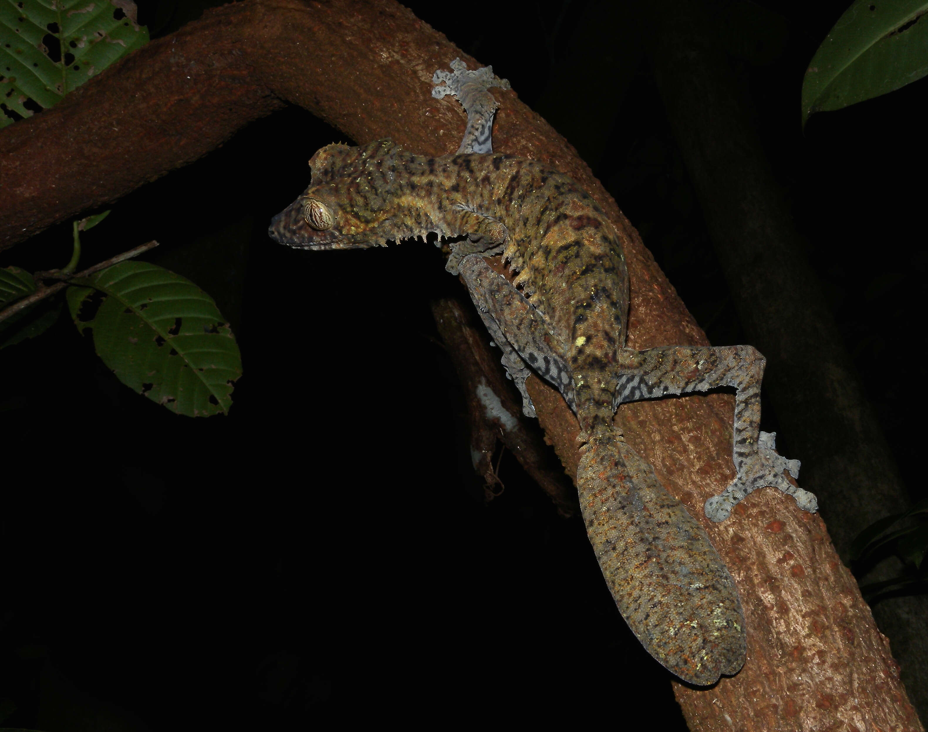 Image of Common Flat-tail Gecko