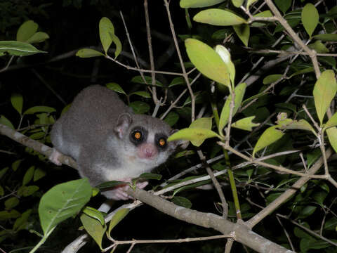 Image of fat-tailed dwarf lemur