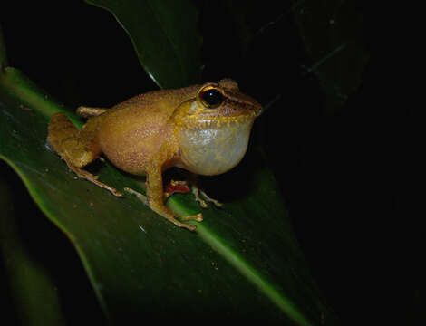 Image of Gephyromantis redimitus (Boulenger 1889)