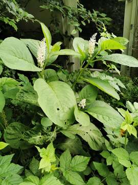 Image of Phytolacca acinosa Roxb.