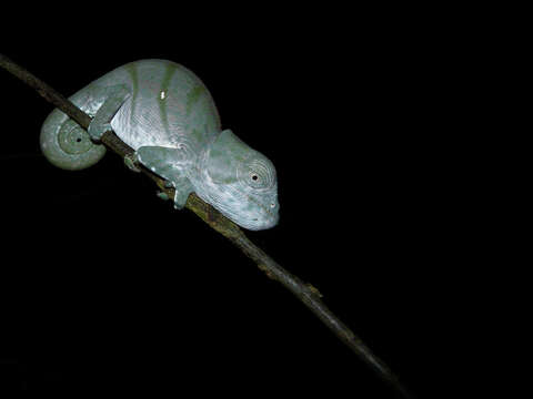 Image of Parson's Chameleon