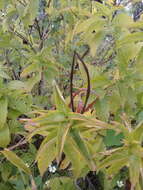 Image of Mandevilla foliosa (Müll. Arg.) Hemsl.