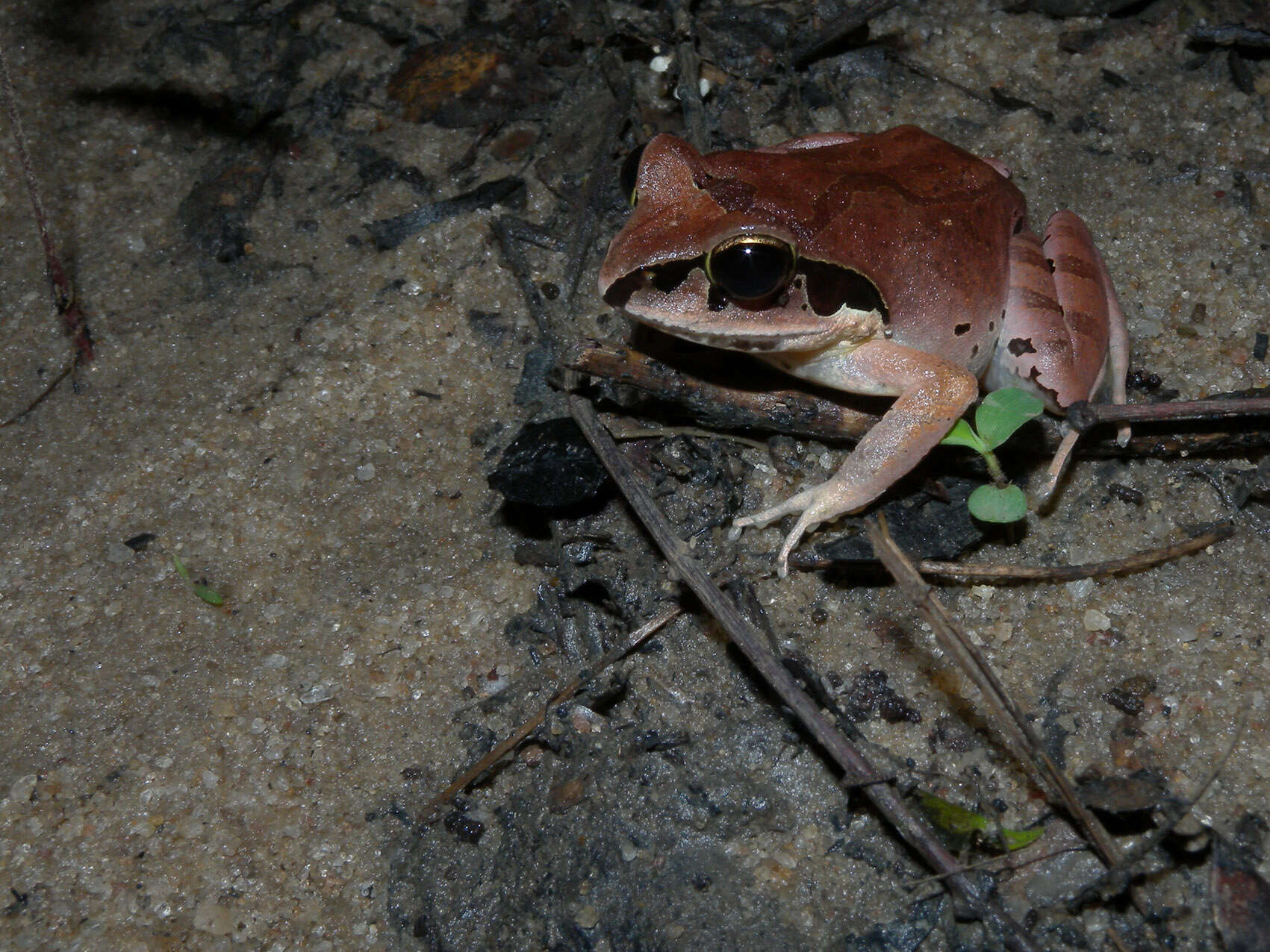 Image of Aglyptodactylus securifer Glaw, Vences & Böhme 1998