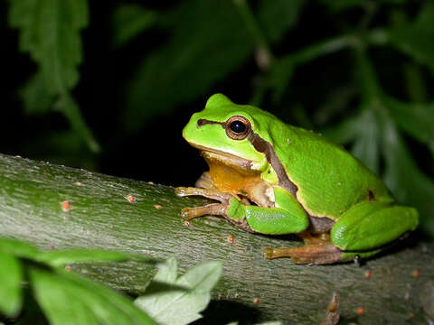 Image of Common tree frog