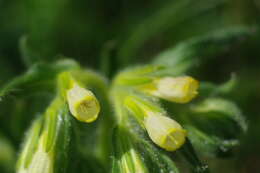 صورة Onosma tricerosperma Lag.