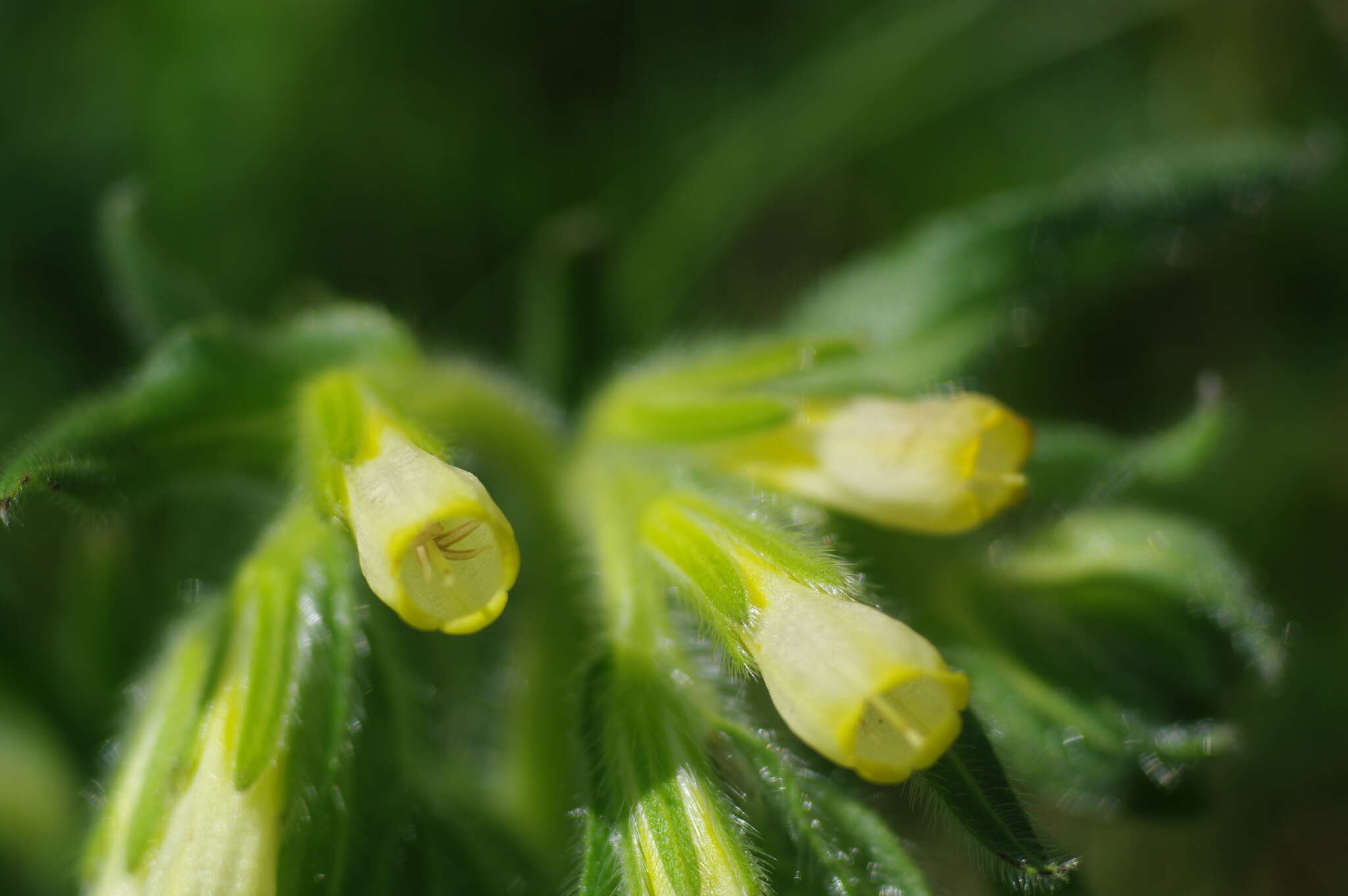 Слика од Onosma tricerosperma Lag.