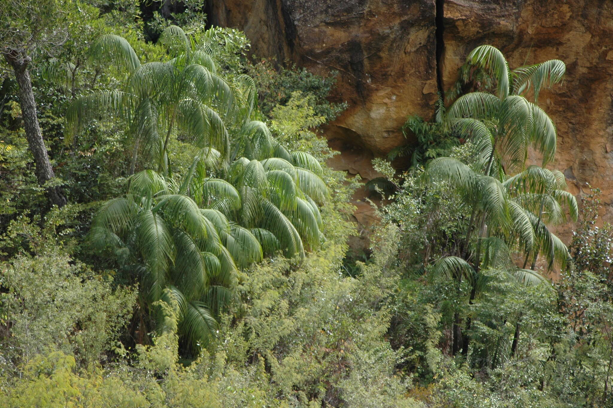 Image of Ravenea glauca Jum. & H. Perrier