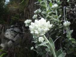 Helichrysum fruticans (L.) D. Don resmi