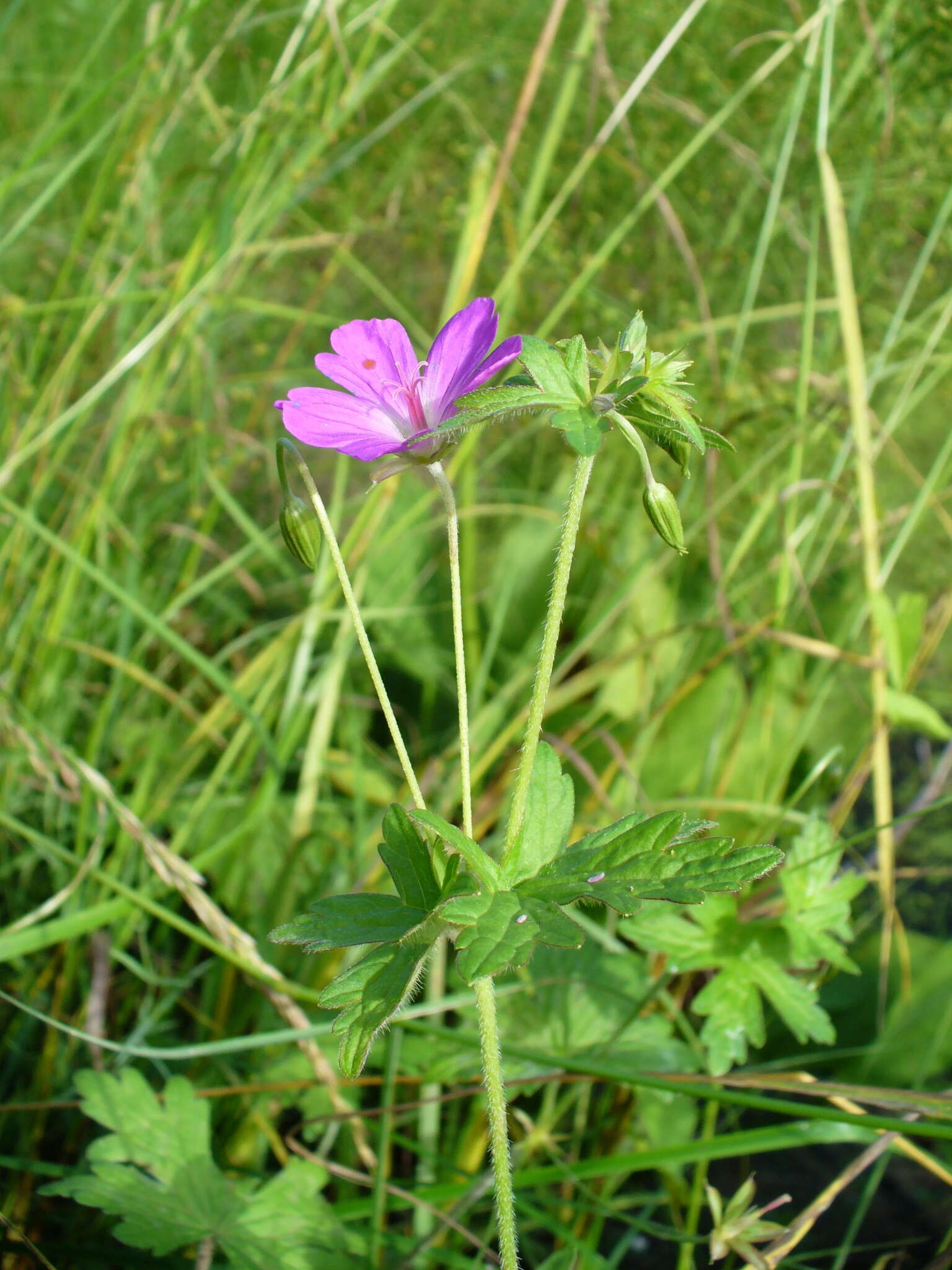 Imagem de Geranium palustre L.