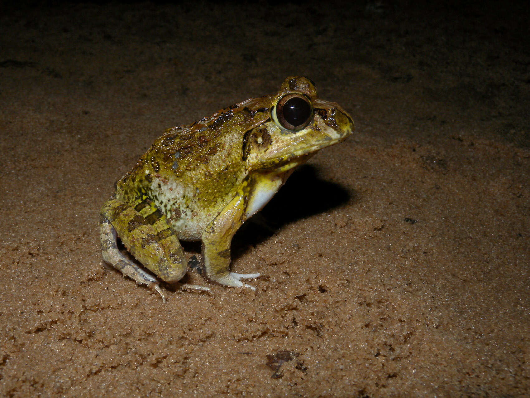 Image of Laliostoma Glaw, Vences & Böhme 1998