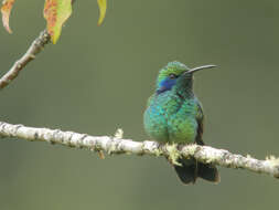 Image of Lesser Violetear