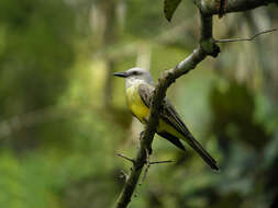 Image of Tropical Kingbird