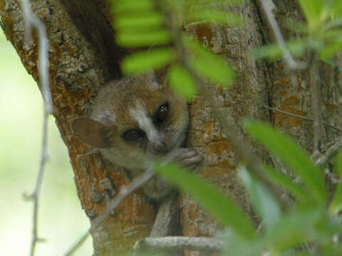 Image of Gray Mouse Lemur