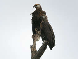 Image of Madagascan Fish Eagle