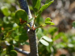 Image of Ebenopsis confinis (Standl.) Barneby & J. W. Grimes