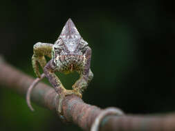 Image of Malagasy Giant Chameleon