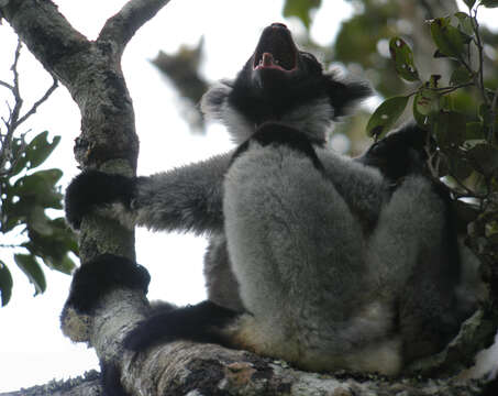 صورة Indri É. Geoffroy Saint-Hilaire & G. Cuvier 1796