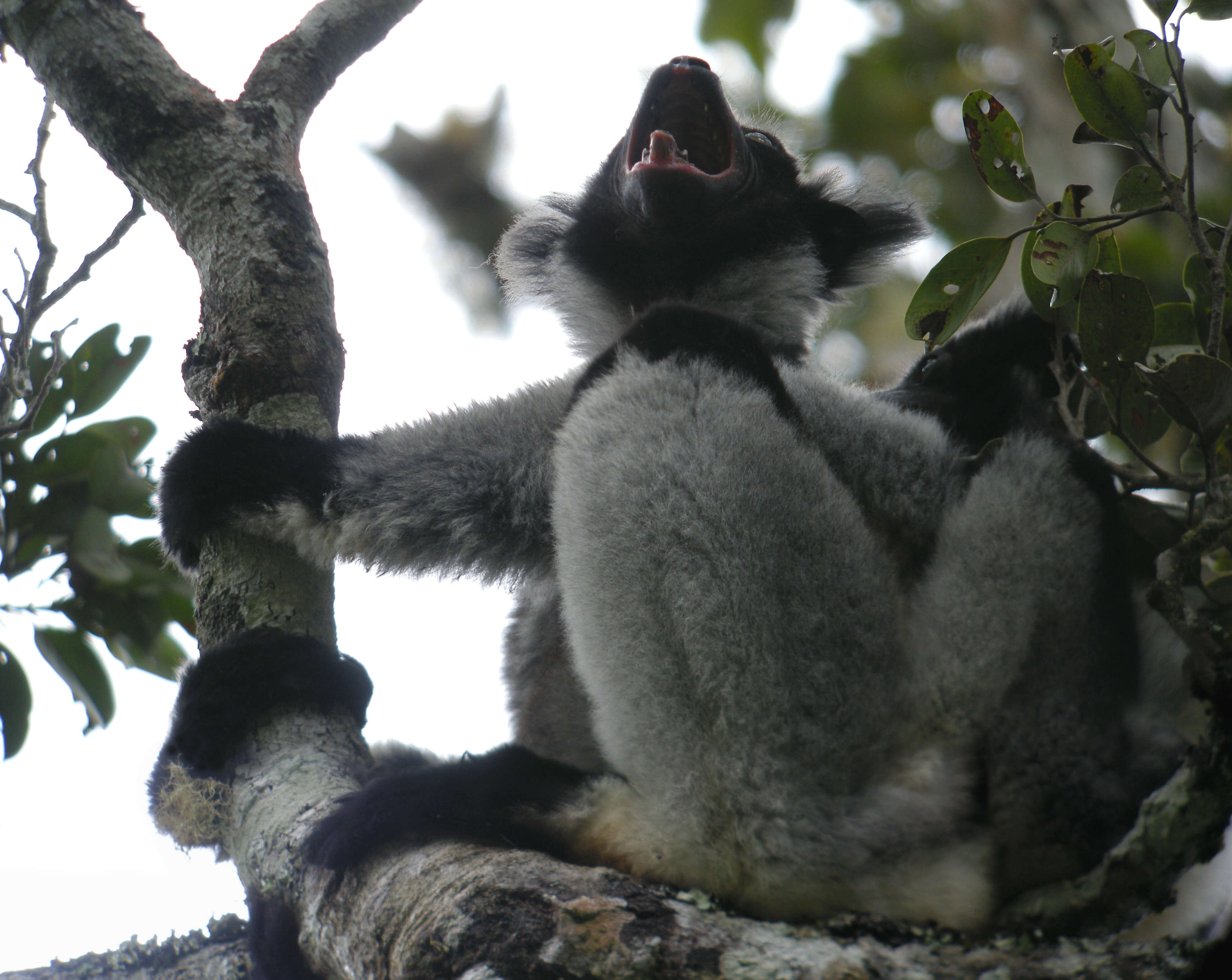 Image of indri