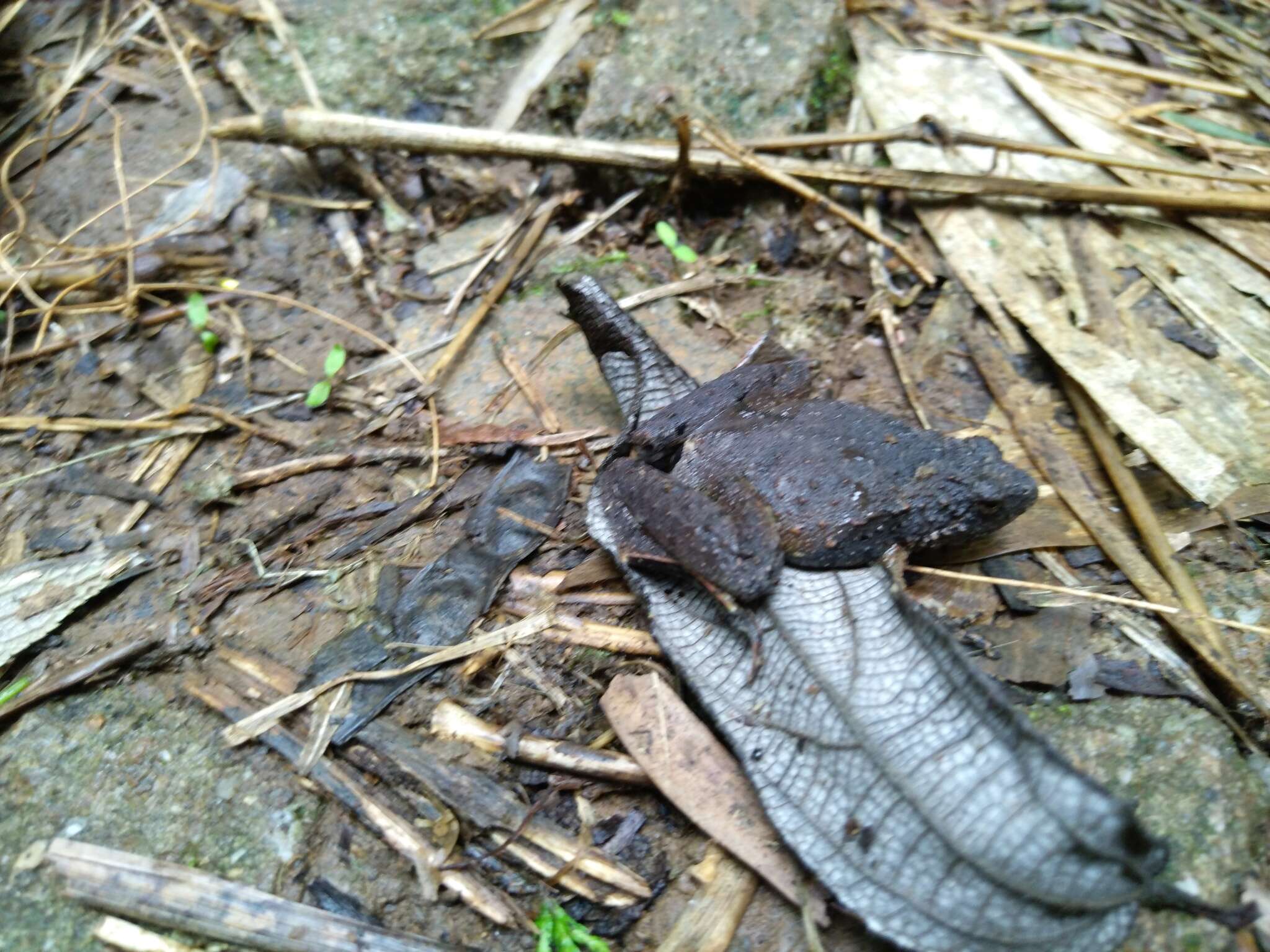 Image of Berdmore's Chorus Frog