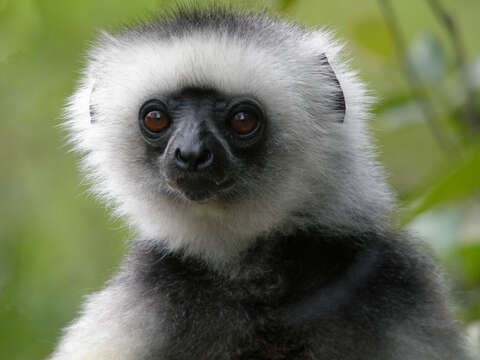 Image of Diadem Sifaka