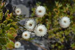 Слика од Edmondia pinifolia (Lam.) Hilliard