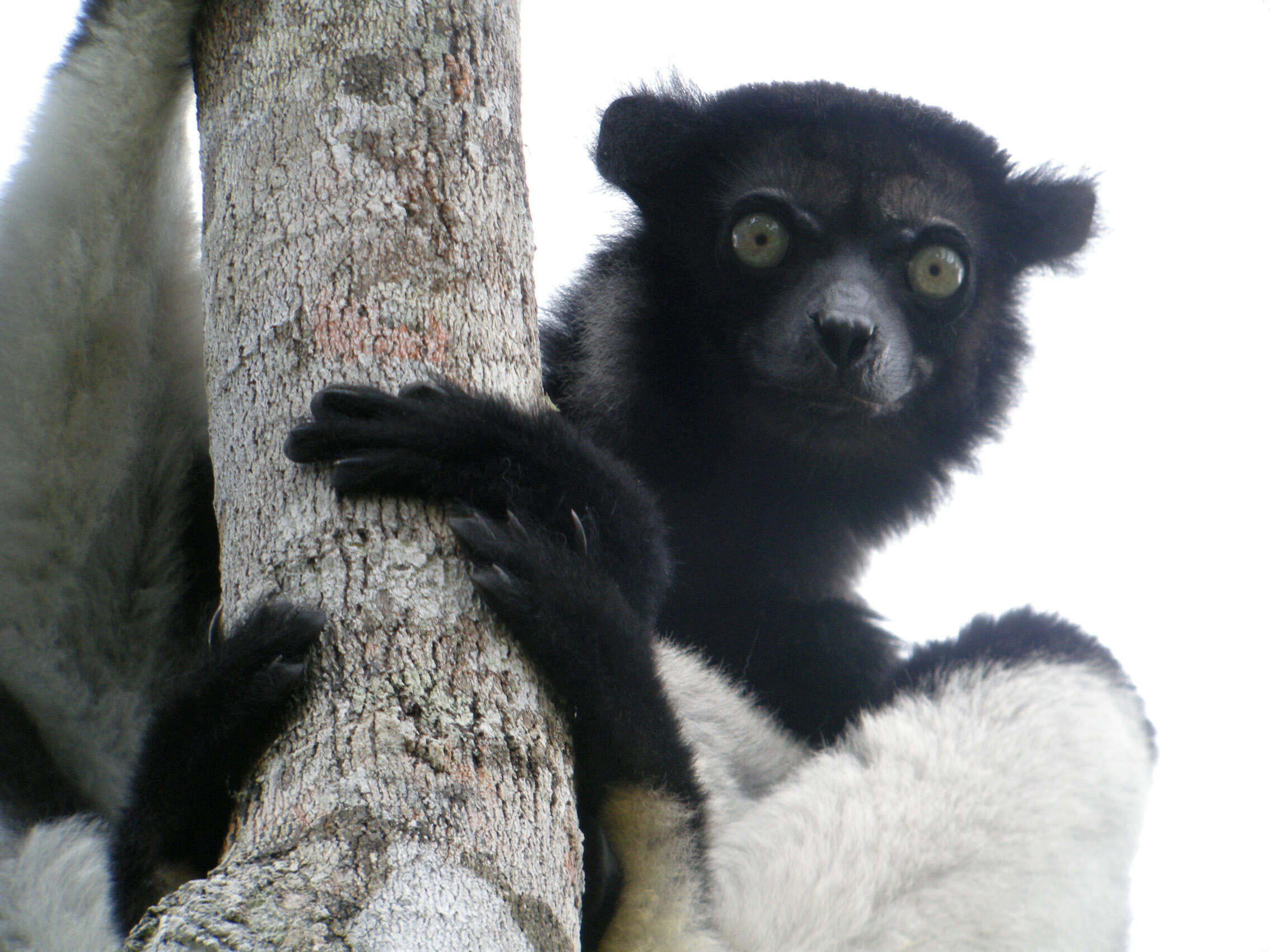 صورة Indri É. Geoffroy Saint-Hilaire & G. Cuvier 1796