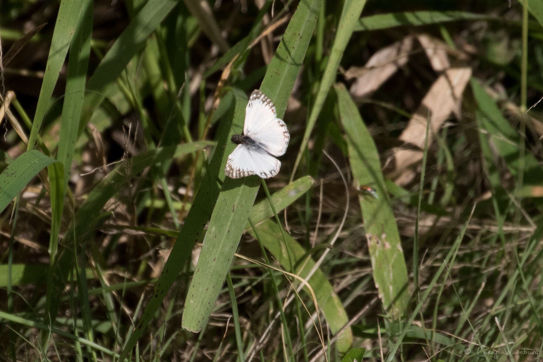 Image of Turk's-Cap White-Skipper