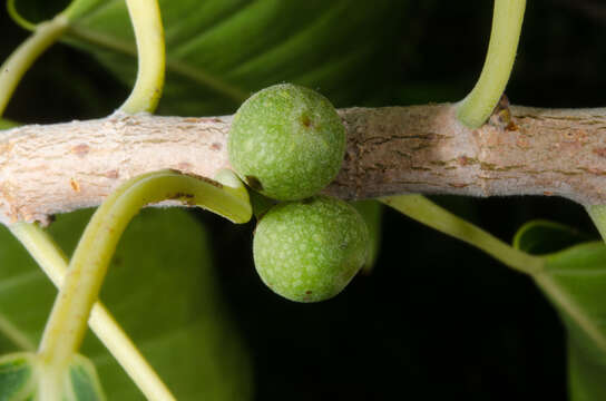 Ficus marmorata Boj. ex Baker的圖片