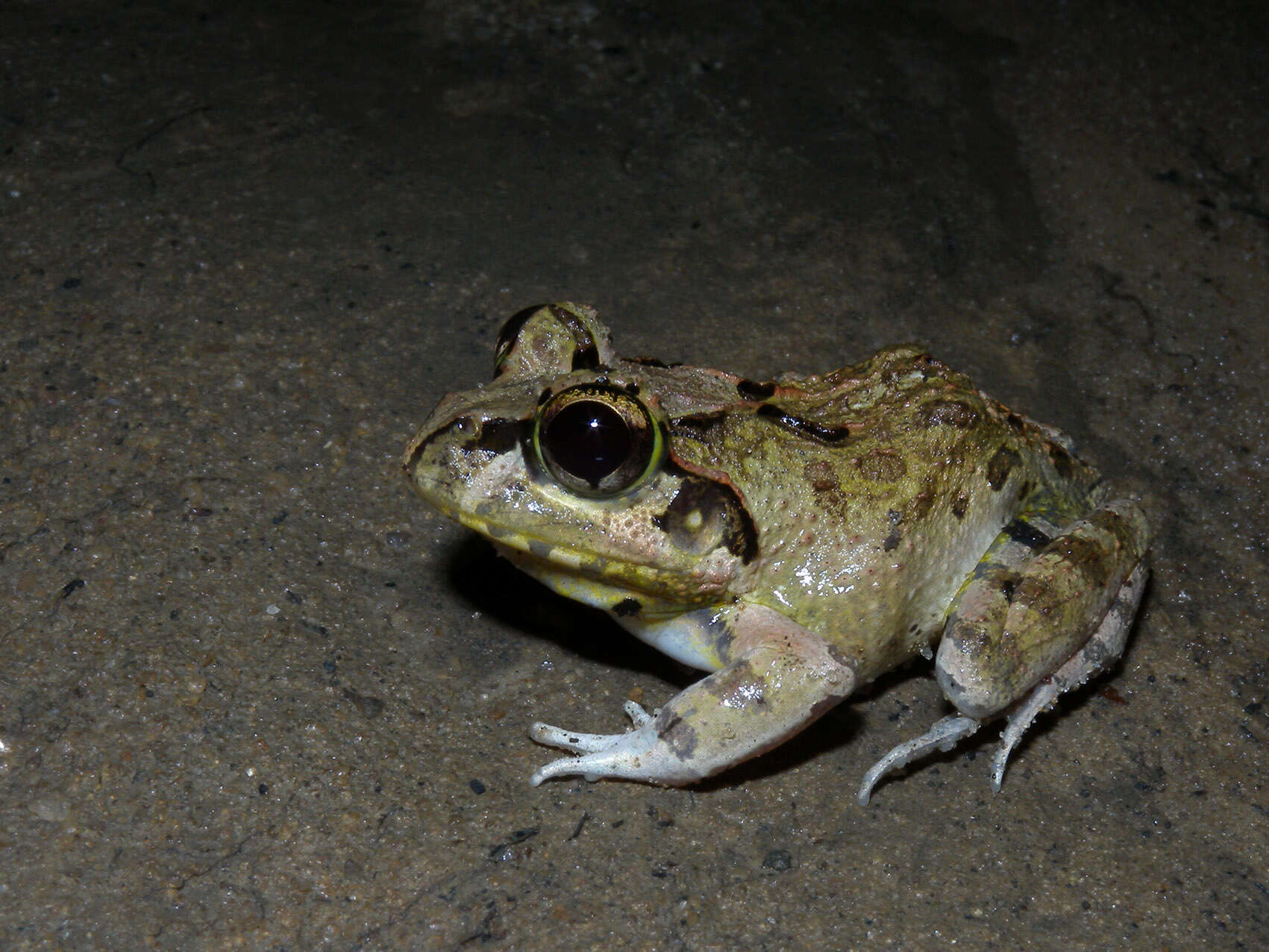 Image of Laliostoma Glaw, Vences & Böhme 1998