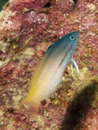 Image of Half-grey wrasse