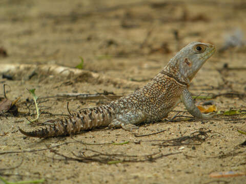 Image of Collared iguana