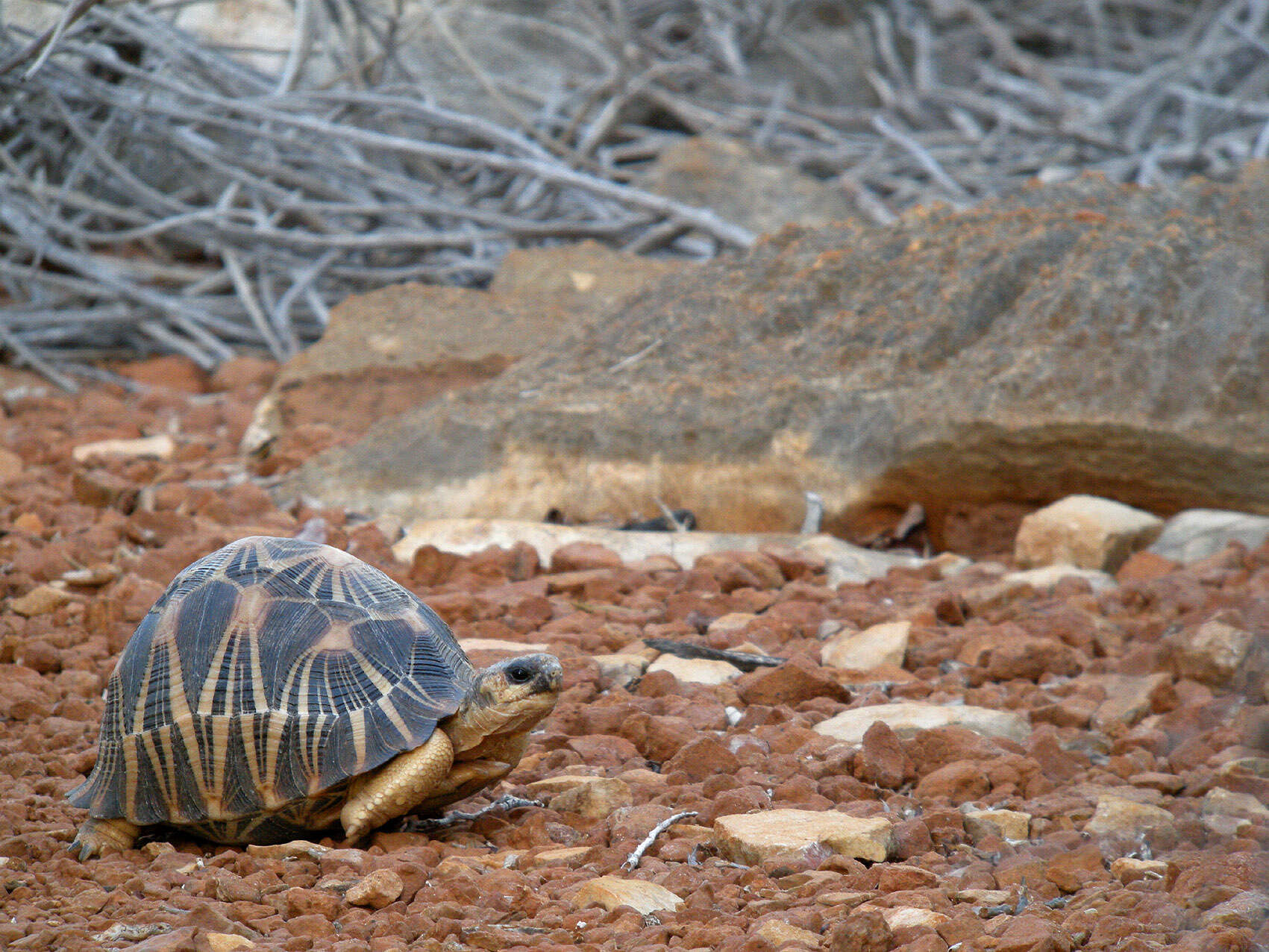 Image of Radiated Tortoise