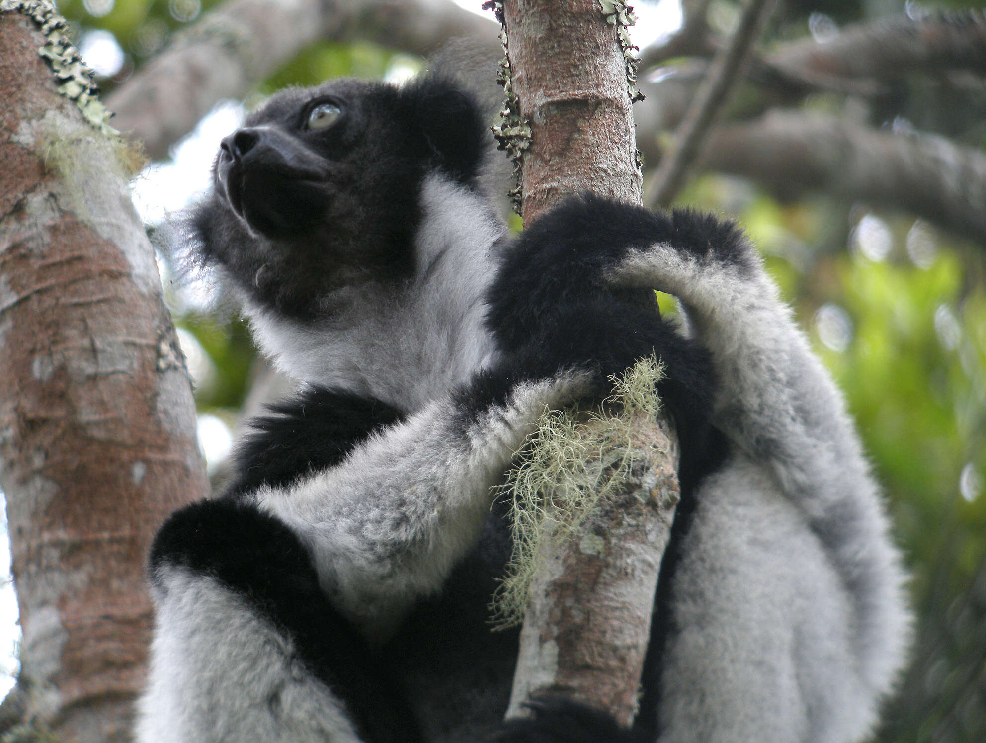 Image of indri