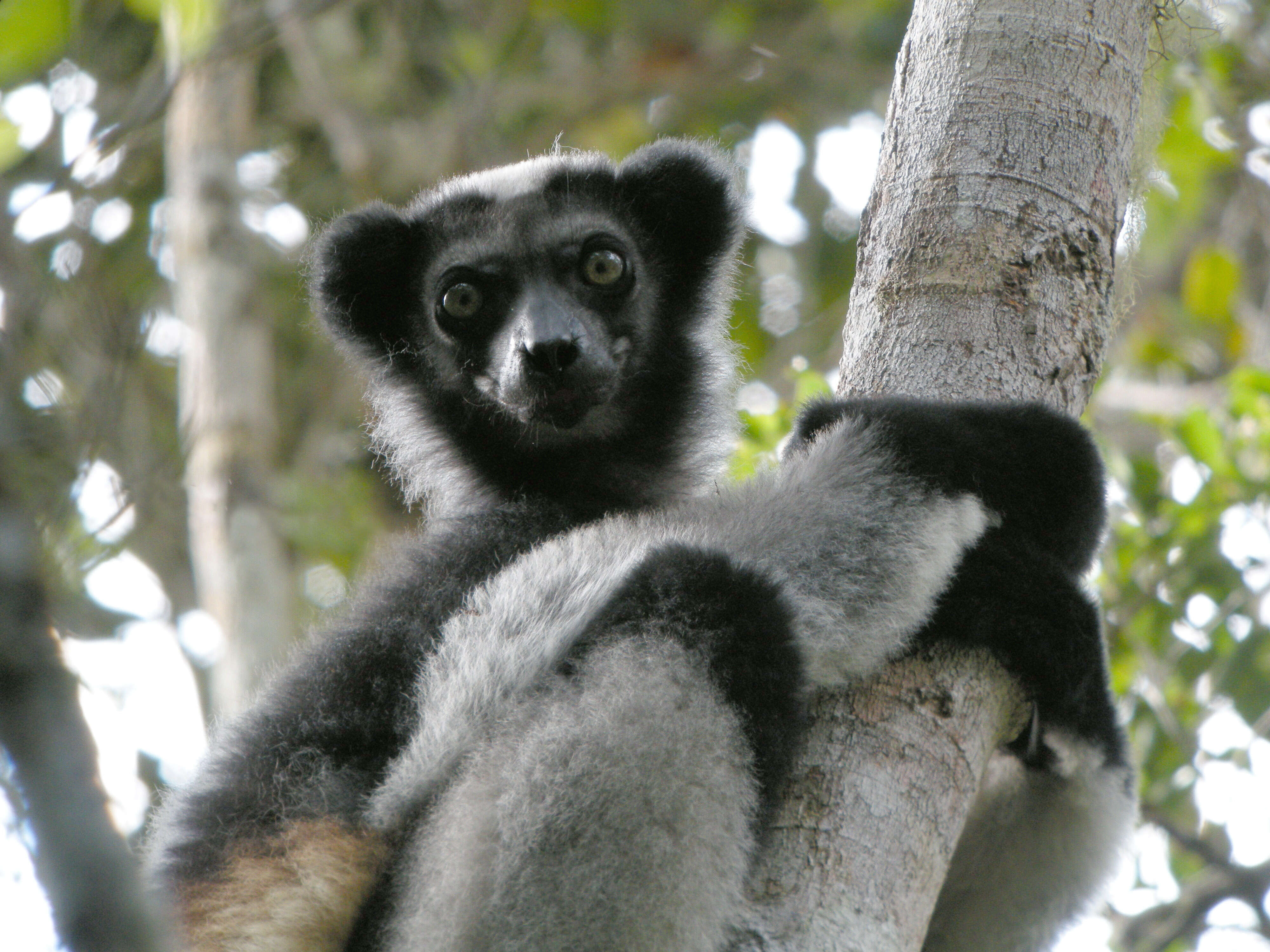 صورة Indri É. Geoffroy Saint-Hilaire & G. Cuvier 1796