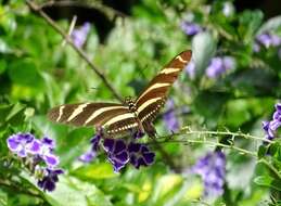 Image of Heliconius charithonia vazquezae Comstock & Brown 1950