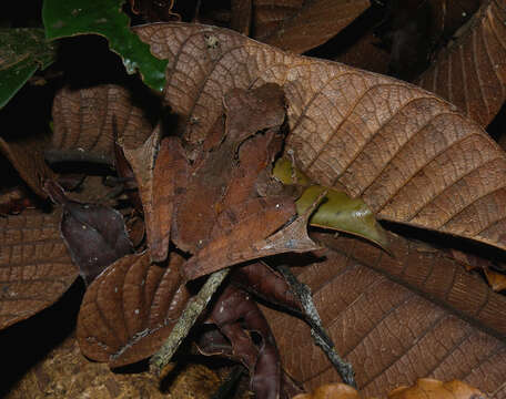 Image of White Madagascar Frog