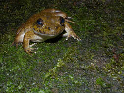 Image of Grandidier's Madagascar Frog