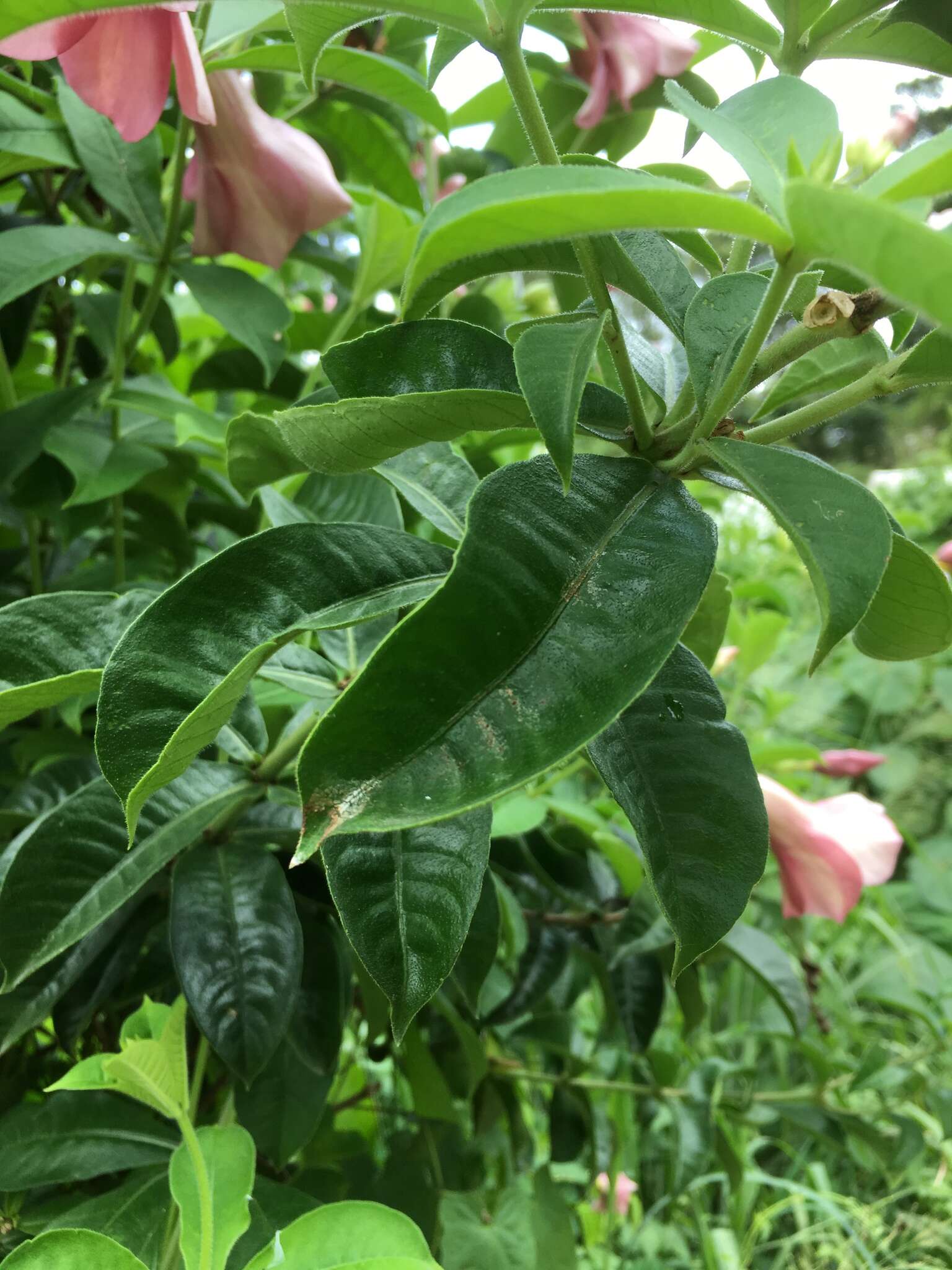 Image of purple allamanda