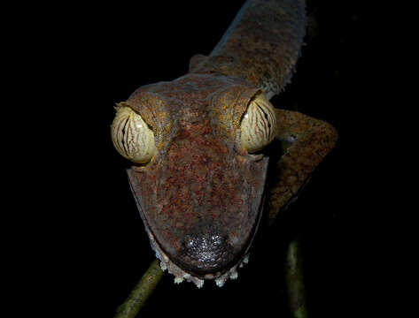 صورة Uroplatus fimbriatus (Schneider 1797)