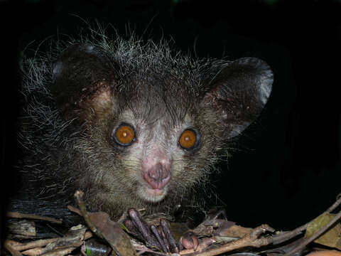 Image of aye aye