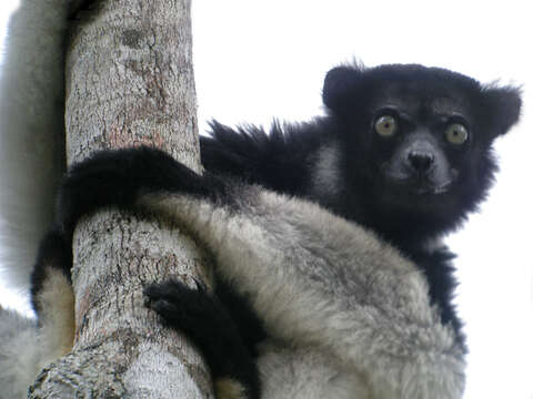 صورة Indri É. Geoffroy Saint-Hilaire & G. Cuvier 1796