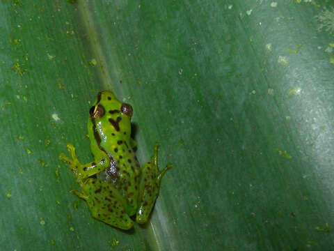 Image of Tsarafidy Madagascar Frog