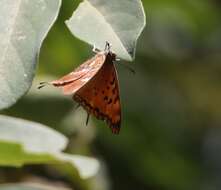 Plancia ëd Charaxes jahlusa argynnides Westwood 1864