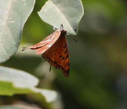 Image of Charaxes jahlusa argynnides Westwood 1864