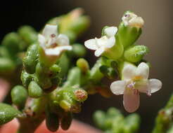 Image of Phyllopodium dolomiticum O. M. Hilliard