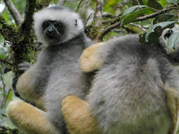 Image of Diadem Sifaka