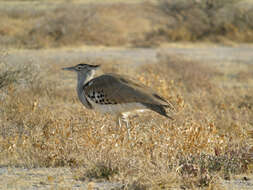 Image of Kori Bustard